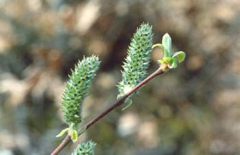 Sarga negra - Flor masc. (Salix atrocinerea)