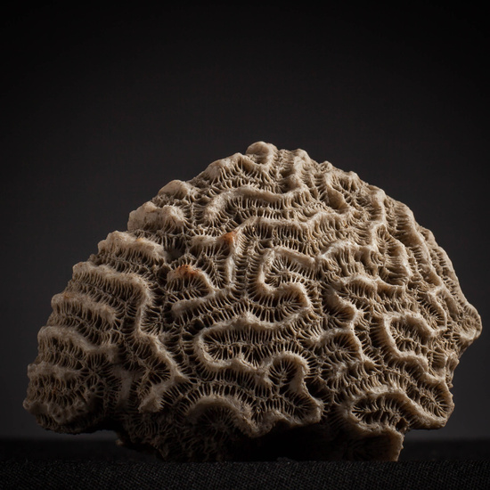 IES_CARDENALCISNEROS_CONCHAS_105