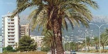 Palmera datilera (Phoenix dactylifera)