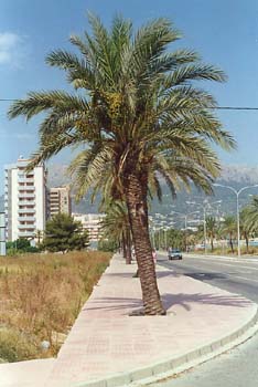 Palmera datilera (Phoenix dactylifera)