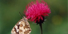 Medioluto (Melanargia galathea)