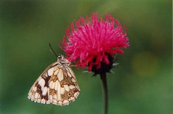 Medioluto (Melanargia galathea)