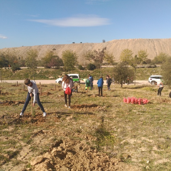 Plantación en el parque forestal de Valdebebas 2019 7