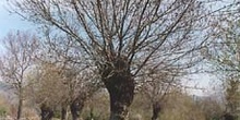 Fresno de hoja estrecha - Porte (Fraxinus angustifolia)