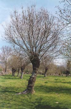 Fresno de hoja estrecha - Porte (Fraxinus angustifolia)