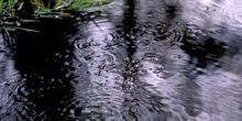 Zapatero de agua (Gerris lacustris)