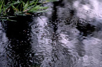 Zapatero de agua (Gerris lacustris)