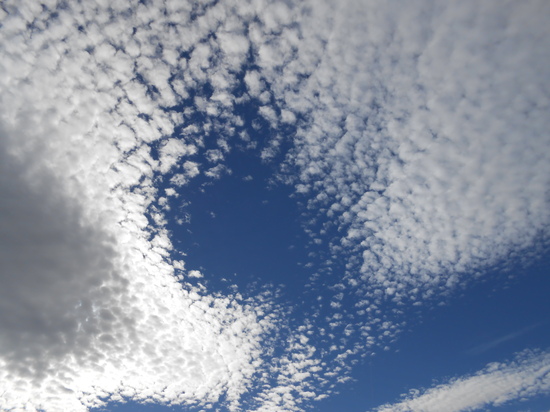 Imagen de nube: gato en movimiento