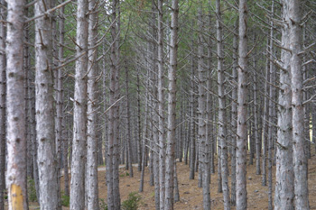 Bosque, Loarre, Huesca