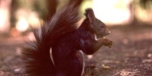 Ardilla roja (Sciurus vulgaris)