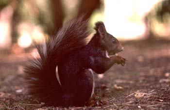 Ardilla roja (Sciurus vulgaris)