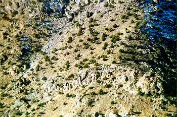 Ampliación de árboles en la ladera nevada del Monte Toubkal, Mar