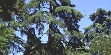 Cedro del Atlas - Porte (Cedrus atlantica)