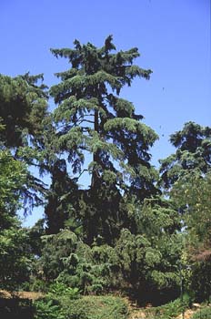 Cedro del Atlas - Porte (Cedrus atlantica)