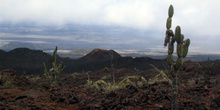 Campos de lava alrededor del Volcán Sierra negra en Isla Isabela