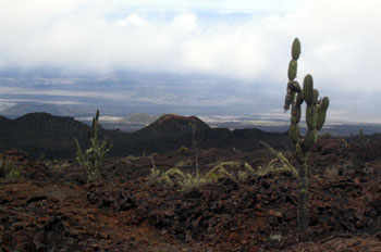 Campos de lava alrededor del Volcán Sierra negra en Isla Isabela