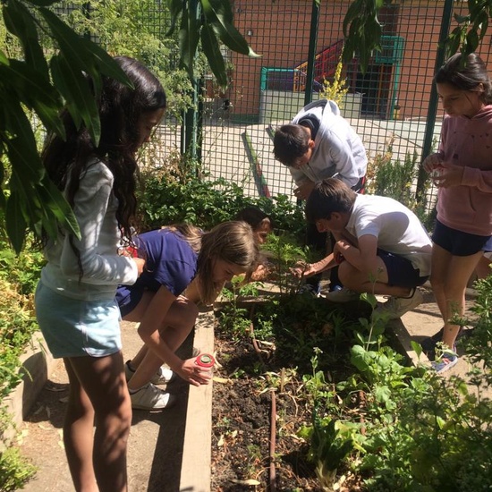 2019_06_11_4º observa insectos en el huerto_CEIP FDLR_Las Rozas 43