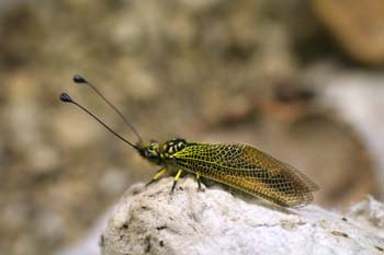 Ascaláfido o falsa libélula (Ascalaphus longicornis)