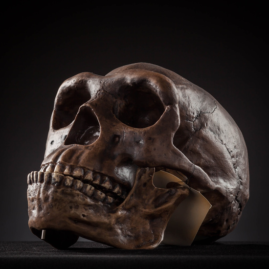 IES_SANISIDRO_MUSEO_Craneos_004