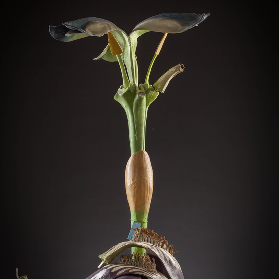 IES_CARDENALCISNEROS_BOTÁNICA_III_MODELOS_035