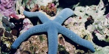 Estrella (Linquia laevigate)