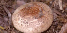 Amanita rubescens