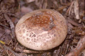 Amanita rubescens