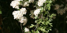 Espino majuelo - Flor (Crataegus monogyna)