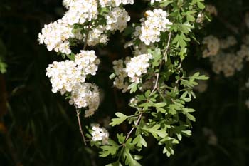 Espino majuelo - Flor (Crataegus monogyna)