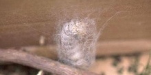 Mariposa de la seda - Crisálida  (Bombyx mori)