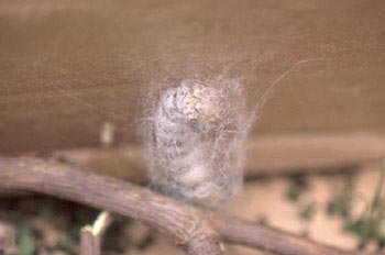 Mariposa de la seda - Crisálida  (Bombyx mori)