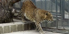 Leopardo