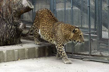 Leopardo