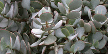 Arbusto, Crásula (Crassula arborescens)