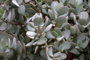 Arbusto, Crásula (Crassula arborescens)