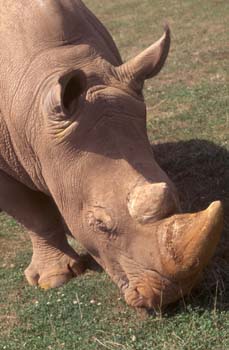 Rinoceronte negro (Rinos bicornis)