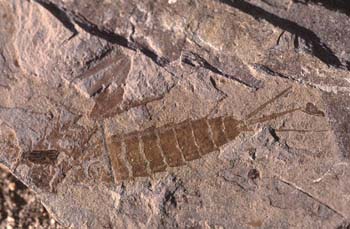 Efímera-Larva (Insecto) Eoceno