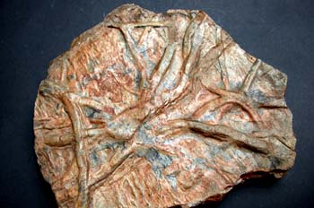 Didymaulichnus roualti (Huella) Cámbrico