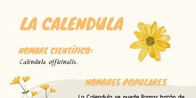 Infografía uso medicinal caléndula
