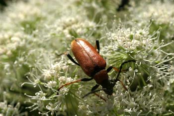 Coleoptero cerambícido (Corymbia rubra)