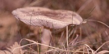 Parasol (Lepiota sp.)