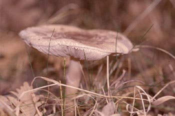 Parasol (Lepiota sp.)