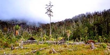 Deforestación del valle, Irian Jaya, Indonesia