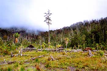 Deforestación del valle, Irian Jaya, Indonesia