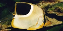 Pez mariposa (Chaetodon ephippium)