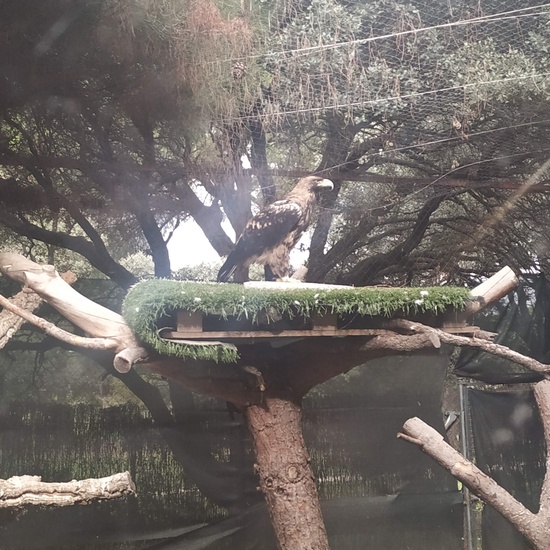 Salida 5º de Primaria al centro recuperación animal GREFA 5