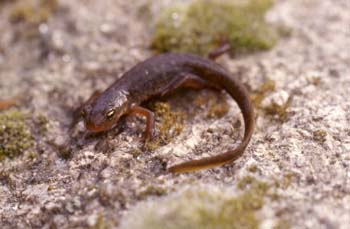 Tritón ibérico (Triturus boscai)