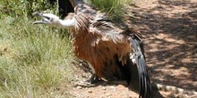 Buitre leonado (Gyps fulvus)