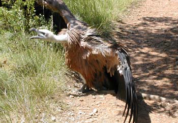 Buitre leonado (Gyps fulvus)