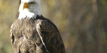 Aguila calva americana